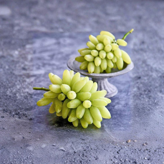 Gold Finger Grape Vine – Vitis vinifera Live Plant | Japanese Golden Table Grape | Sweet 22° Brix Variety | Patio & Backyard Friendly | Premium Fruit Vine