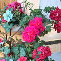 Salmon Pink Double Ivy Geranium Cuttings – Pelargonium peltatum Live Plant Cuttings | 6 Unrooted Cuttings Included | Double Salmon Pink Blooms | Hanging Basket Friendly | Easy to Grow