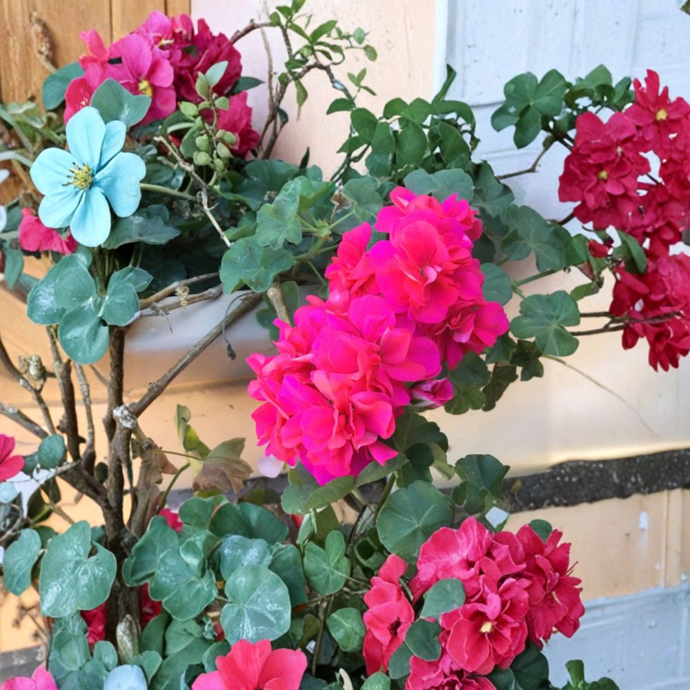 Salmon Pink Double Ivy Geranium Cuttings – Pelargonium peltatum Live Plant Cuttings | 6 Unrooted Cuttings Included | Double Salmon Pink Blooms | Hanging Basket Friendly | Easy to Grow