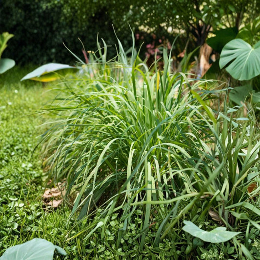 2 Lemongrass Live Plants | 8–12 Inch Rooted Plants | Cymbopogon citratus | Culinary Herb | Aromatic Grass | Ships Without Pots | Zones 9–11