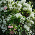 White Fringe Tree – Chionanthus virginicus Live Plant | 6–12 Inch Tree in 4" Pot | Fragrant White Flowering Tree | Native Ornamental