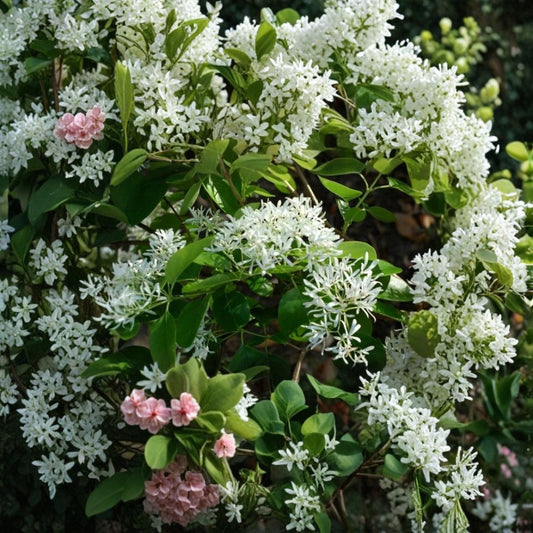 White Fringe Tree – Chionanthus virginicus Live Plant | 6–12 Inch Tree in 4" Pot | Fragrant White Flowering Tree | Native Ornamental