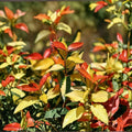 Asiatic Jasmine ‘Ogon Nishiki’ – Trachelospermum asiaticum Live Starter | Variegated Climbing Vine | Groundcover Plant | Indoor Outdoor