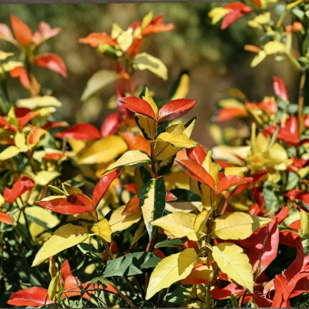 Asiatic Jasmine ‘Ogon Nishiki’ – Trachelospermum asiaticum Live Starter | Variegated Climbing Vine | Groundcover Plant | Indoor Outdoor