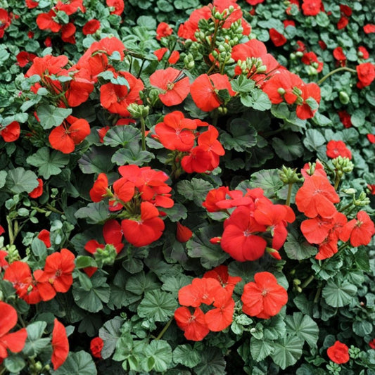 Pinto Deep Red Geranium Seeds – 15 Pelargonium Flower Seeds | Large Red Blooms for Garden, Pots & Containers