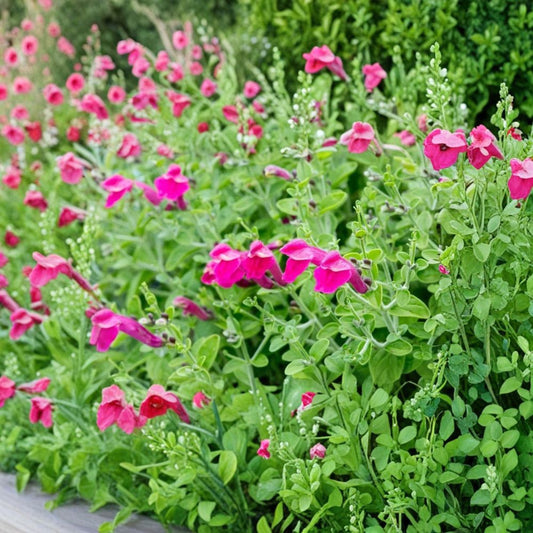 Pink Skullcap – Scutellaria suffruticosa Live Plant | 1 Gallon Fully Rooted | Pink Flowers | Drought Tolerant Perennial | Xeriscape & Rock Garden Plant | Zones 7–10