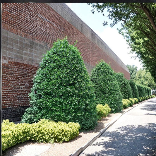 Nellie R. Stevens Holly Tree – Ilex × 'Nellie R. Stevens' Live Starter Plant | Evergreen Privacy Tree | Bare Root Starter | Easy to Grow
