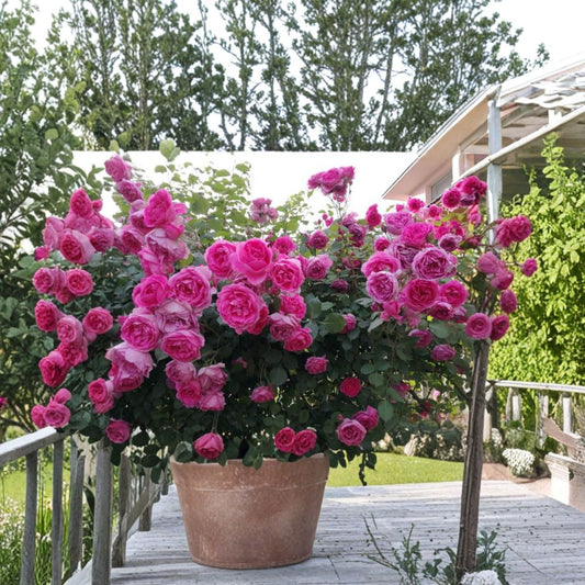 Parade Climbing Rose – Rosa Live Plant | Large Pink Double Blooms | Hardy Repeat Flowering Climber | Potted Garden Rose