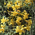 Carolina Jasmine Plant Set of 7 – Gelsemium sempervirens Live Starter Vines | 8–10 Inch Bare Root | Yellow Flower Climbing Vine | Hummingbird Friendly