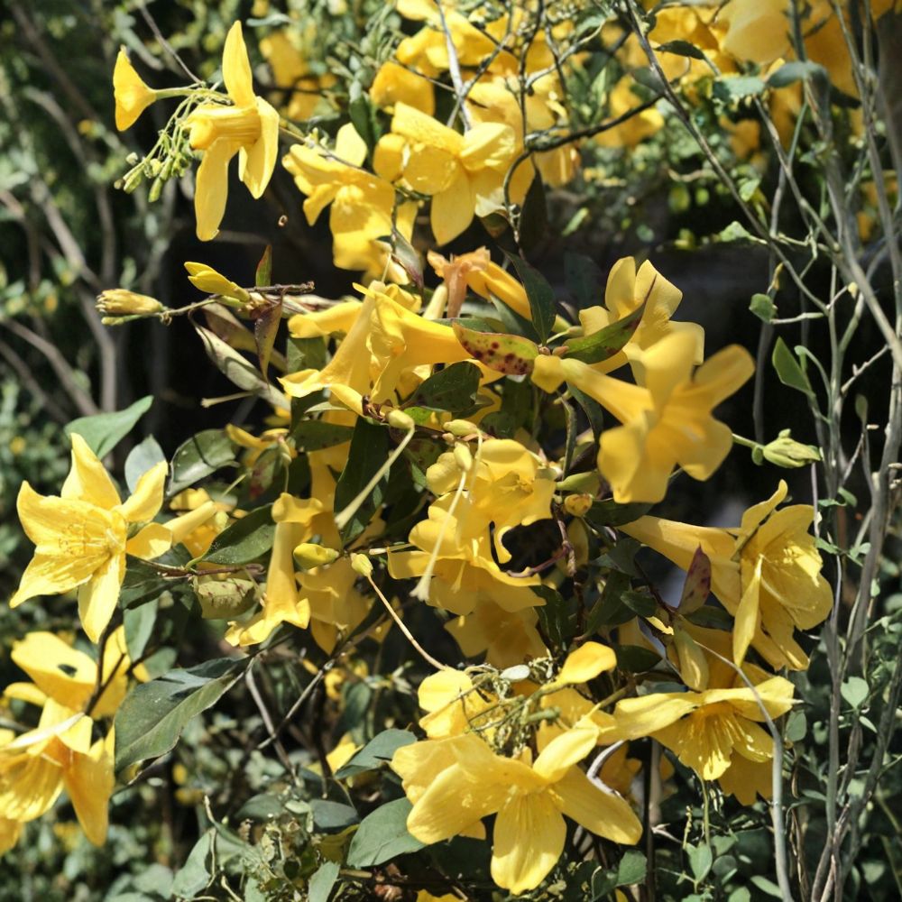 Carolina Jasmine Plant Set of 7 – Gelsemium sempervirens Live Starter Vines | 8–10 Inch Bare Root | Yellow Flower Climbing Vine | Hummingbird Friendly