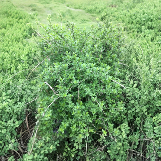 Goji Berry – Lycium barbarum Live Bare Root Plant & 5 Cuttings | Edible Fruit Shrub