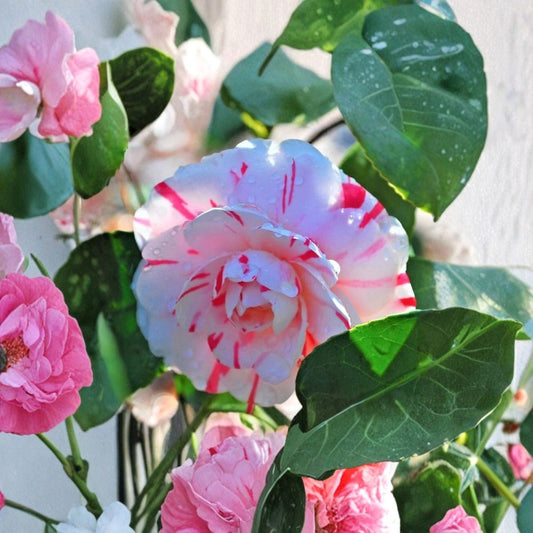 LA Peppermint Camellia Japonica Live Starter Plant – Camellia japonica ‘LA Peppermint’ | 1 Plant | 4L Starter | Variegated Red & White Flowers | Evergreen Shrub