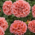 Presto Light Salmon Geranium Seeds – 25+ Premium Flower Seeds | Soft Salmon Garden Blooms | Patio & Balcony Friendly | Easy to Grow
