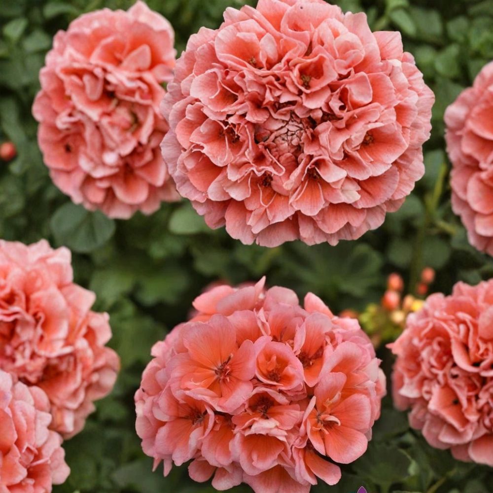 Presto Light Salmon Geranium Seeds – 25+ Premium Flower Seeds | Soft Salmon Garden Blooms | Patio & Balcony Friendly | Easy to Grow