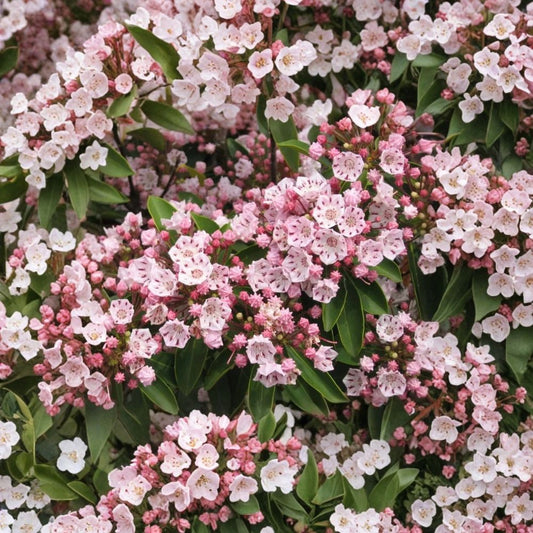 Pink Mountain Laurel – Kalmia latifolia Live Plant | 1 Ft+ Bare Root Shrub | Flowering Evergreen Garden Plant | Shade Loving Ornamental | All Natural