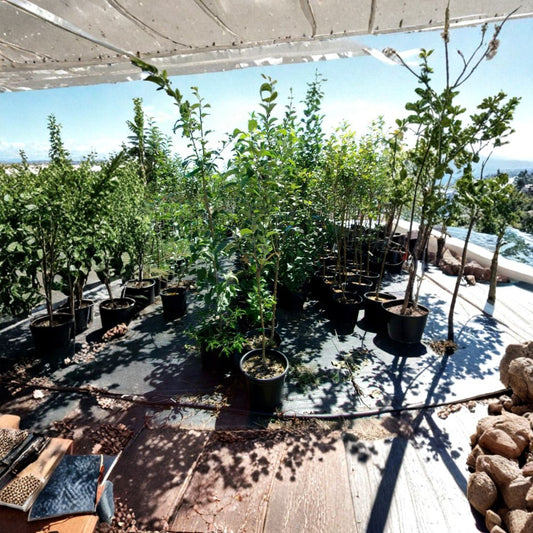 Empire Apple Tree – Malus domestica Live Fruit Tree | 4–6 Feet Tall | Sweet Juicy Apples | Home Orchard Favorite | Easy to Grow