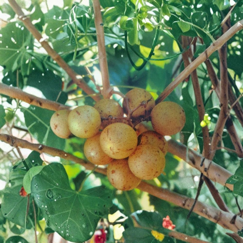Bronze Carlos Muscadine Grape Vine – Live Fruit Vine | 4–6 Feet Tall | Self-Fertile Muscadine Grape | Vineyard & Wine Grape Plant | Easy to Grow