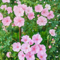 Striatum Geranium Seeds – 25+ Premium Flower Seeds | Hardy Garden Blooms | Patio & Container Friendly | Easy to Grow