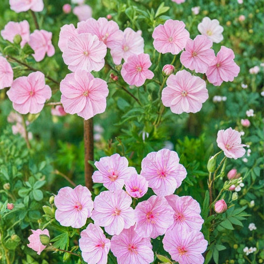 Striatum Geranium Seeds – 25+ Premium Flower Seeds | Hardy Garden Blooms | Patio & Container Friendly | Easy to Grow