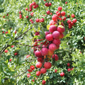American Plum Tree – Live Rooted Starter Plant | Flowering Edible Fruit Shrub Tree | Self-Pollinating | Zones 3–8