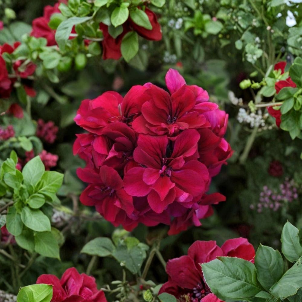 Burgundy Geranium Starter Plant – Live Pelargonium Flower Plant | Vibrant Patio & Garden Blooms