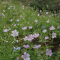 Coquetedale Lilac Geranium Seeds – 25+ Flower Seeds | Lilac Garden Blooms | Pot & Border Friendly | Easy to Grow | USA Shipping