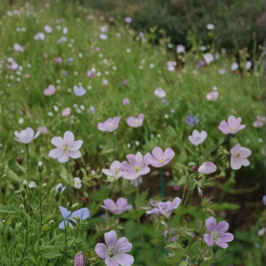 Coquetedale Lilac Geranium Seeds – 25+ Flower Seeds | Lilac Garden Blooms | Pot & Border Friendly | Easy to Grow | USA Shipping