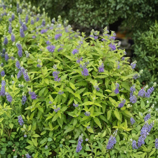 Sunshine Bluebeard Live Plant – Caryopteris incana ‘Daylight Blue II’ | 4 Inch Pot | Yellow Foliage | Blue Flowers | Zones 5–9