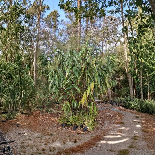 Tiger Grass – Thysanolaena maxima Live Rooted Plant | 4-Inch Pot | Fast-Growing Ornamental Grass