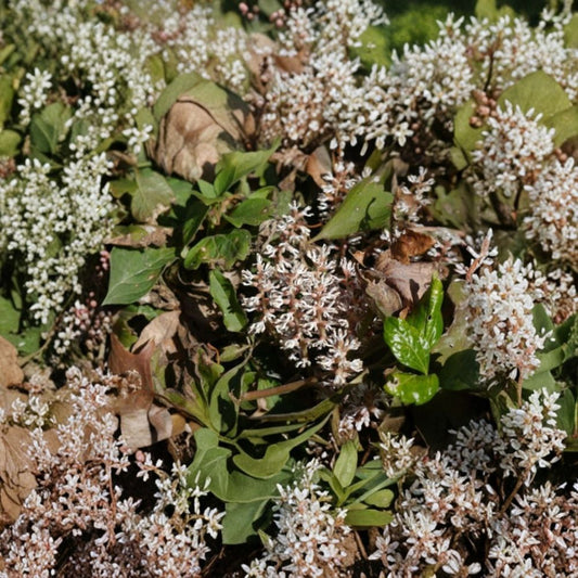 5 Allegheny Spurge Bare Root Plants | Pachysandra procumbens | Native Shade Ground Cover | Flowering Perennial | Ready to Plant