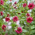Hawaii Red Cranesbill Geranium Seeds – Geranium sanguineum Flower Seeds | 25+ Seeds Included | Vibrant Red Blooms | Garden & Container Friendly | Easy to Grow