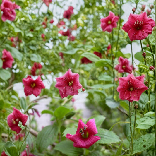 Hawaii Red Cranesbill Geranium Seeds – Geranium sanguineum Flower Seeds | 25+ Seeds Included | Vibrant Red Blooms | Garden & Container Friendly | Easy to Grow