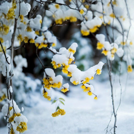 Wintersweet Tree – Chimonanthus praecox Live Plant | Japanese Allspice Fragrant Winter Flowering Shrub | 腊梅 蜡梅苗 US Seller