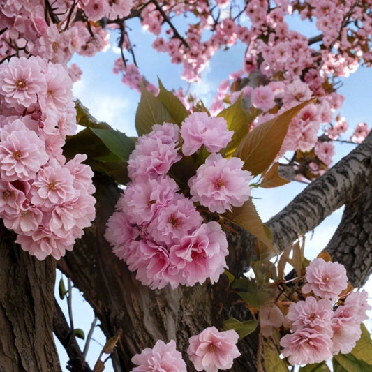 Kwanzan Cherry – Prunus serrulata 'Kwanzan' Live Flowering Tree | 6–12 Inches Tall | 2.5 Inch Nursery Pot | Double Pink Blooms