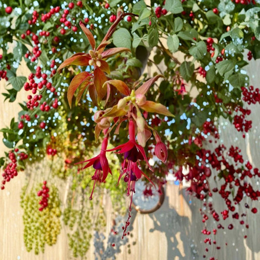 2 Autumnale Fuchsia Live Plants | 5 Inch Potted Plants | Flowering Ornamental Fuchsia | Graceful Pendulous Blooms | Patio & Shade Garden Plants | Set of 2