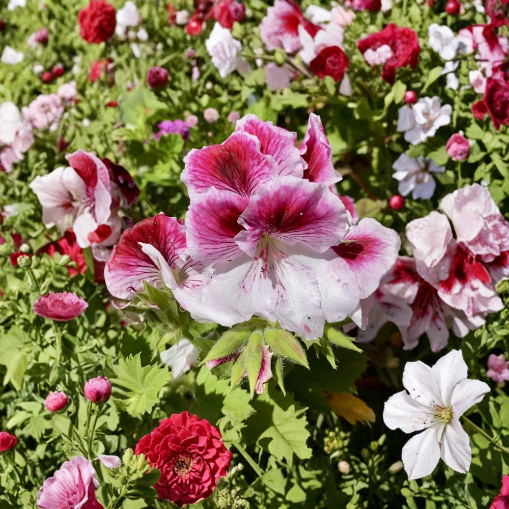 Pink & White Geranium Cuttings – Fresh Pelargonium Cuttings | Ready to Plant Flowering Garden Plant | Indoor & Outdoor Friendly