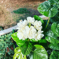 Climbing Jasmine Seeds – 200+ Pack Non-GMO Fragrant White Flower Vine | Outdoor Garden Plant | Pollinator Friendly & Easy Grow
