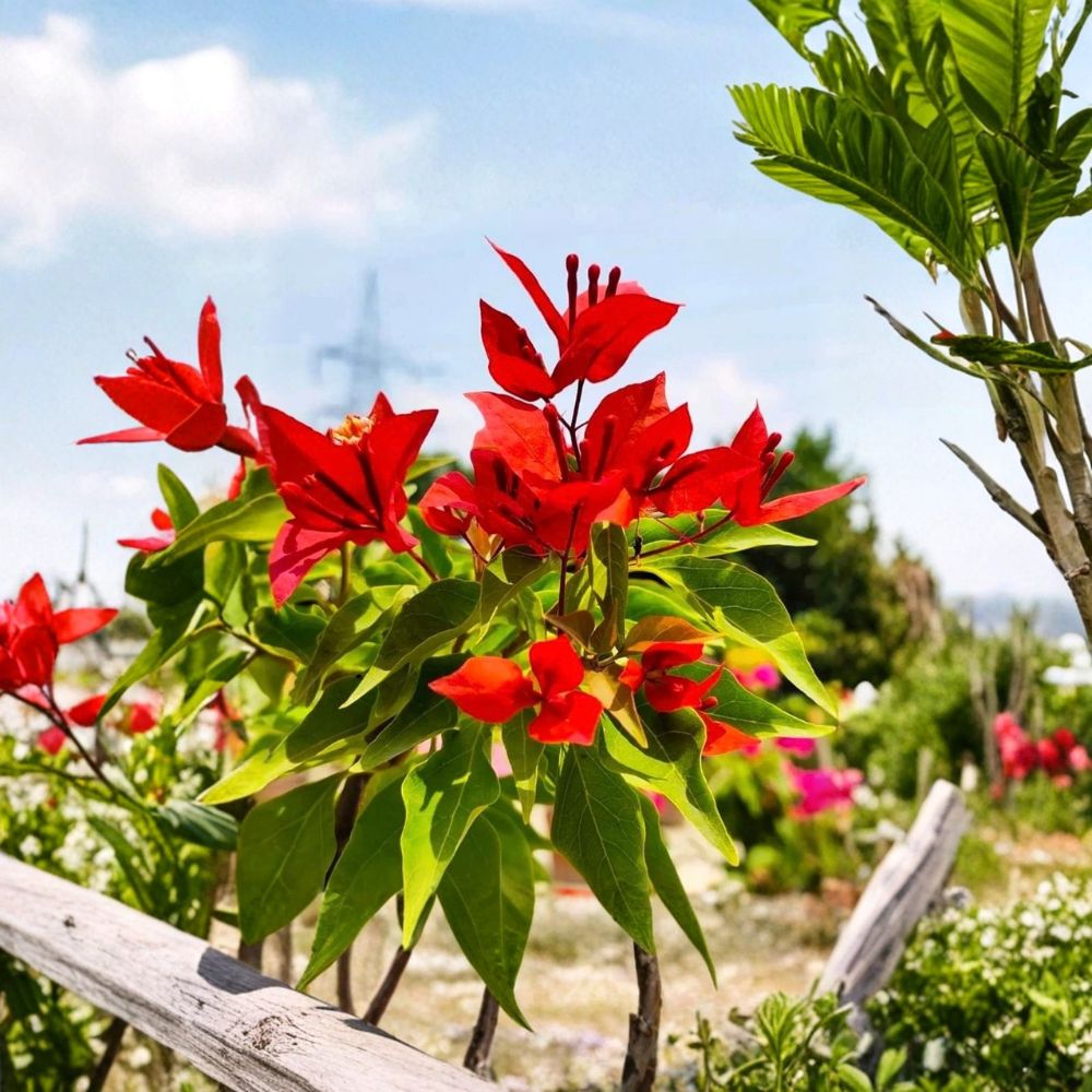 Flame Bougainvillea – 2 Live Starter Plants | 4–6 Inches Tall | Root Ball Shipment | Vibrant Red Flowering Vine | Easy to Grow