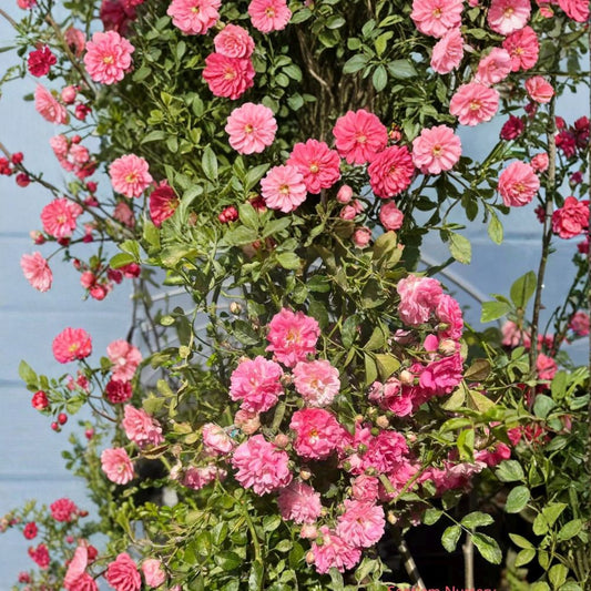 Seven Sisters Rose – Heirloom Climbing Rose Live Plant | Pink Rambler Rose | Fragrant Cottage Garden Vine | Fast Growing Trellis Rose | Potted Plant