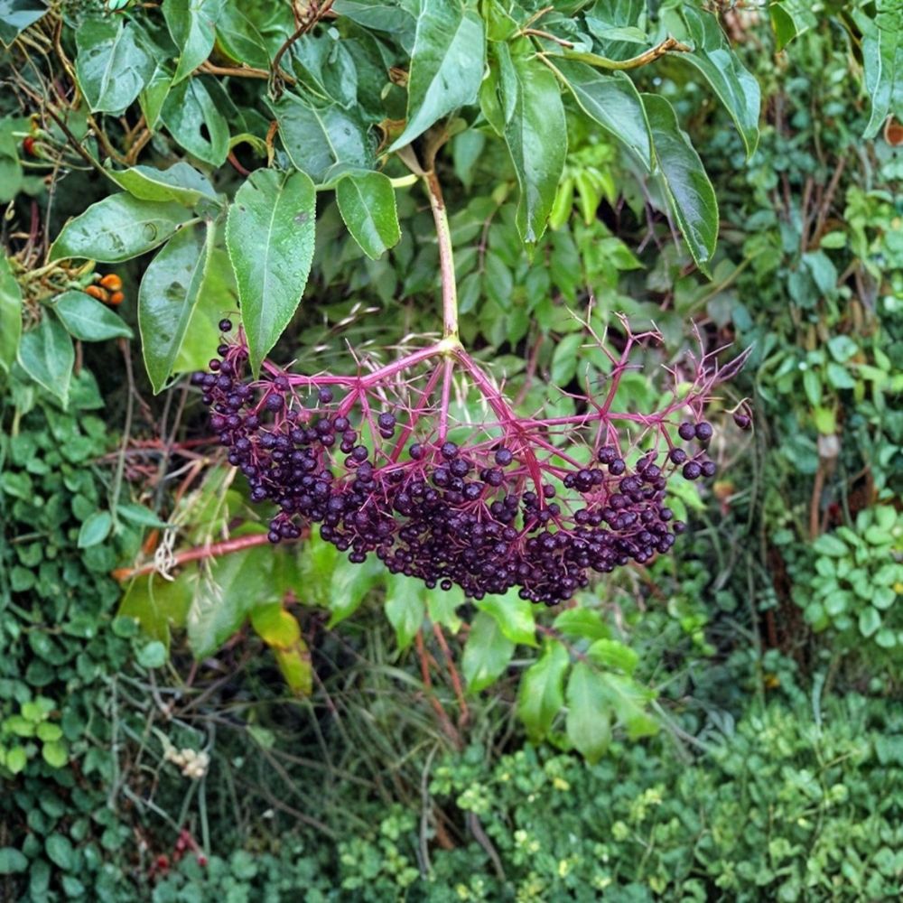 American Elderberry Trees – Sambucus canadensis Live Plants | 3 Pack Bare Root 12–24 Inch Shrubs | Edible Berry Plant | Wildlife Garden