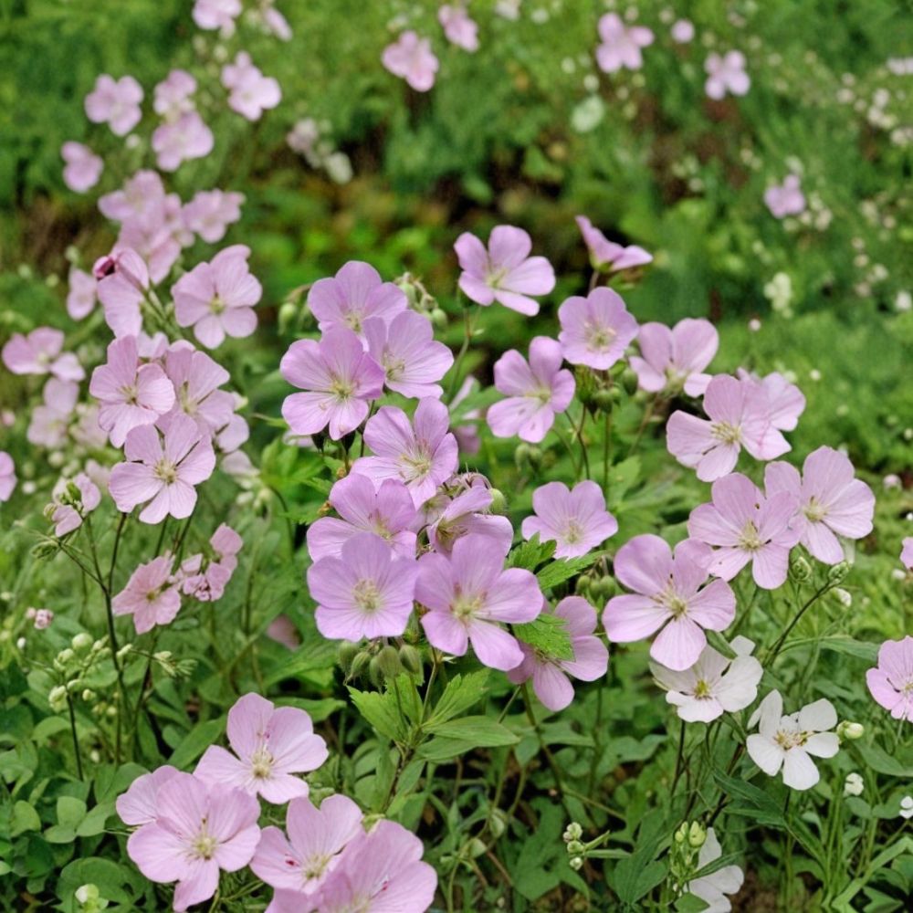 Wild Geranium Bare Roots – 10 Geranium Maculatum Live Plants | Hardy Native Perennial Woodland Flower | Shade Garden Plant