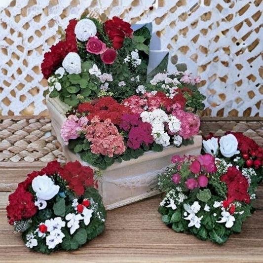Multibloom Mix Geranium Seeds – 100 Pelargonium Seeds | Assorted Color Continuous Bloom Geraniums