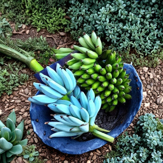 Blue Java Ice Cream Banana Tree – Musa Live Rooted Starter Plant | Vanilla Flavor Banana | Ships in Pot