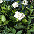 Gardenia Cuttings – Gardenia jasminoides Live Cuttings | 7 Unrooted Heirloom Cape Jasmine | 6 Inch Length | Fragrant Shrub Starter | Propagation Ready