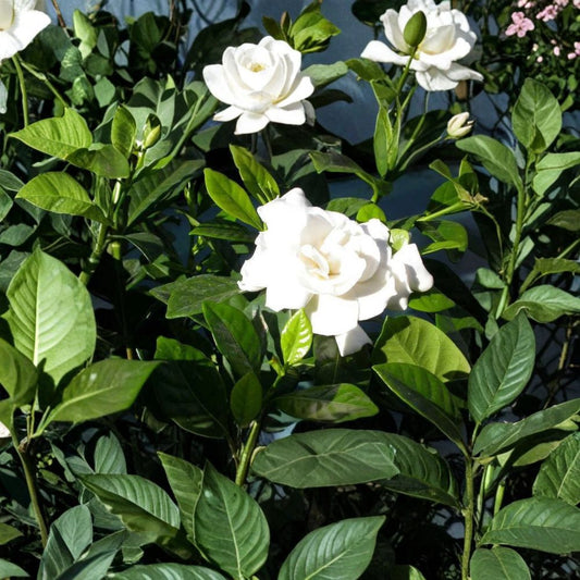 Gardenia Cuttings – Gardenia jasminoides Live Cuttings | 7 Unrooted Heirloom Cape Jasmine | 6 Inch Length | Fragrant Shrub Starter | Propagation Ready