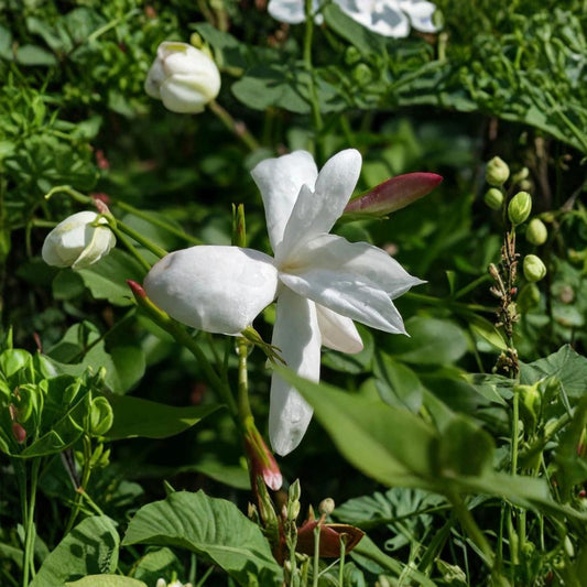 Jasmine Officinale Live Plant – 8–12 Inch Tall in 4 Inch Pot | Fragrant Poets Jasmine Vine | Spanish Jasmine Indoor Outdoor | Climbing Plant