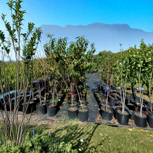 Ruby Prince Peach Tree – Live Fruit Tree | 4–6 Feet Tall | Sweet Juicy Freestone Peaches | Self-Pollinating Orchard Tree | Easy to Grow