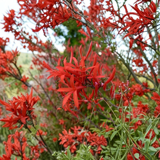 Flame Acanthus Live Plant – 4 Inch Pot | Fully Rooted Anisacanthus quadrifidus | Texas Native Shrub | Red-Orange Hummingbird Flowers | Drought Tolerant | Full Sun