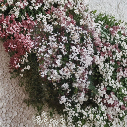 Pink Jasmine Cuttings Set of 10 – Jasminum polyanthum Live Vine Cuttings | 10 Inch Organic Fresh Cut | Fragrant Climbing Jasmine | Fast Growing