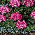 Geranium Ringo 2000 Pink – Pelargonium Seeds | 1,000 Seeds | Bright Pink Blooms | Compact Pot-Friendly Variety | Easy to Grow
